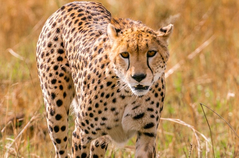 5 Day Tarangire, Serengeti, and Ngorongoro Tanzania Safari