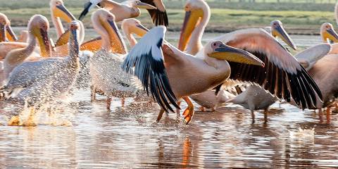Lake_Nakuru_National