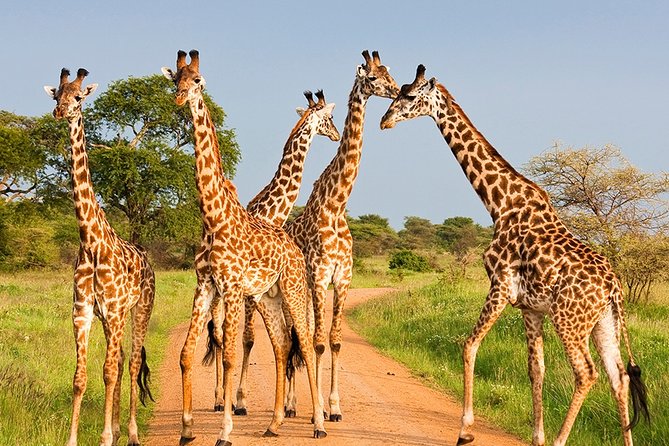 nessdreamsafari-kenyaandtanzania