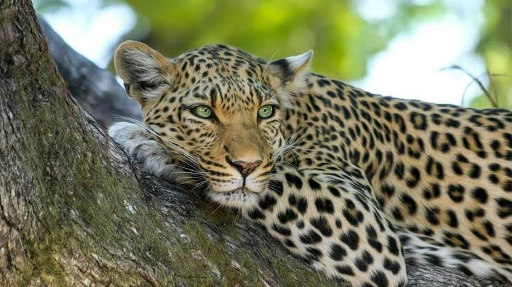 nessdreamsafari-tanzania6daybudgetcampingsafari