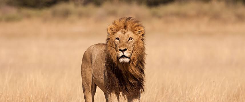 6 days wildlife encounter – mid-range safari