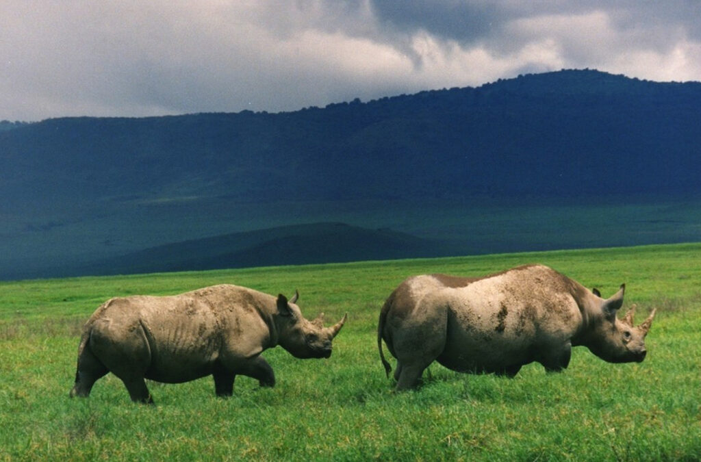 Ngorongoro Crater