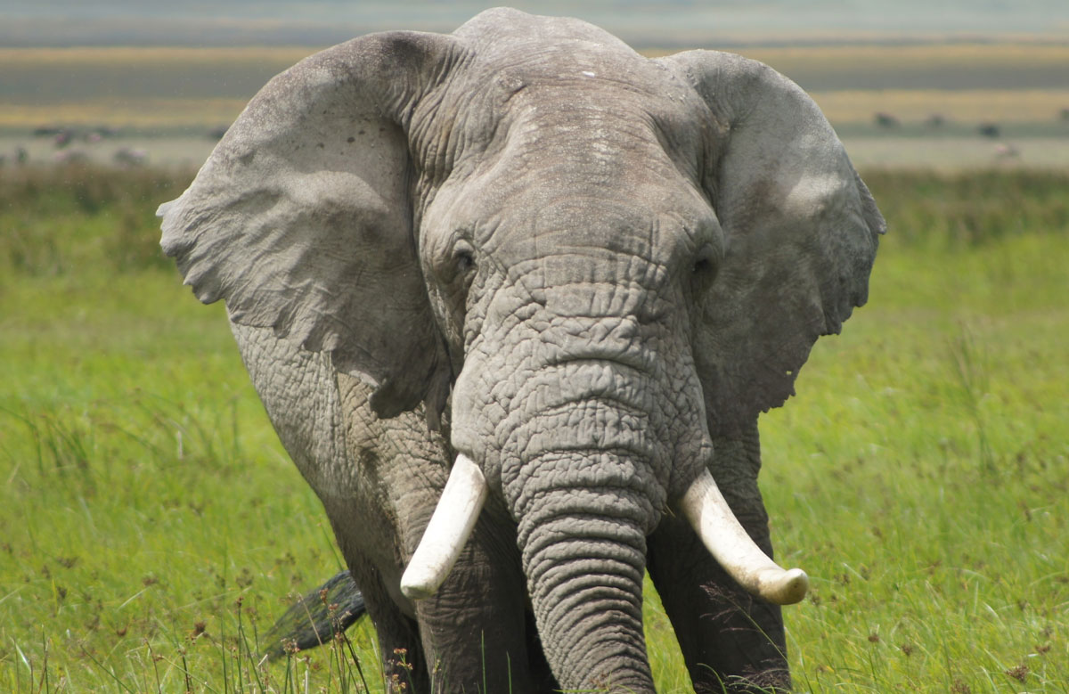 Tarangire-National-Park-Day-Trip-1.jpg