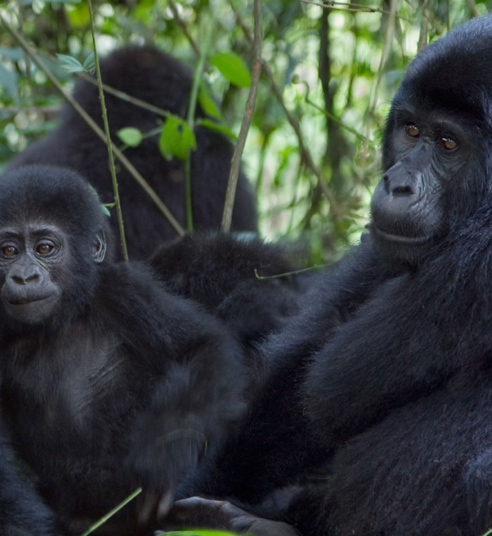Gorilla Trekking in Uganda and Rwanda