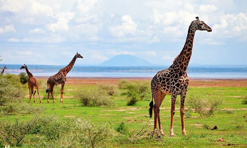 Lake Manyara National Park