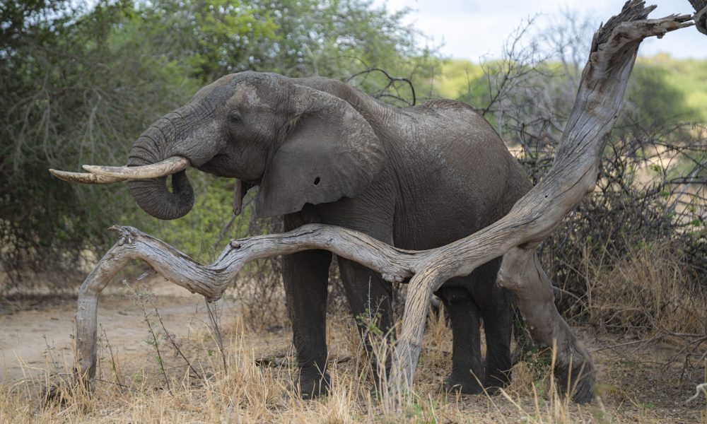 Lake Manyara National Park - Alex & Sophia_35