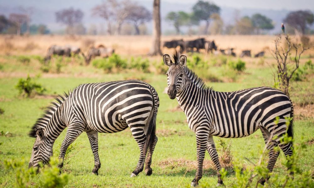 Mikumi National Park