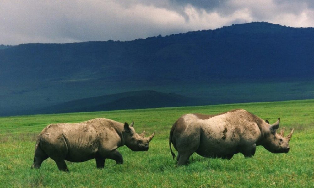 Ngorongoro Crater
