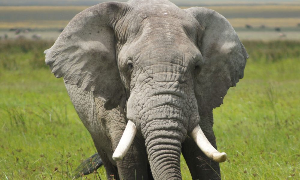 Tarangire-National-Park-Day-Trip-1.jpg
