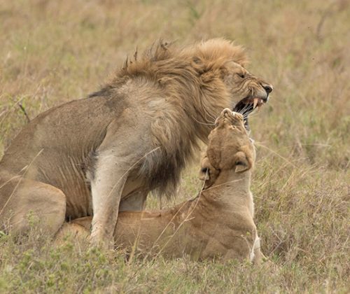 Wildlife-encounter-safari.jpg
